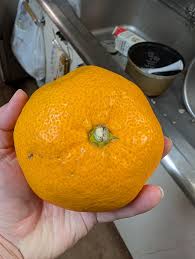 Image result for Mandarin Orange 1993 FXSTS