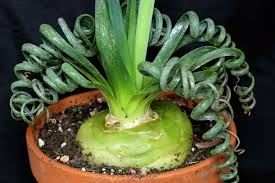 Image result for Albuca