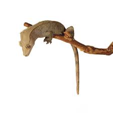 A a's amd amd's aol aol's aws aws's aachen aachen's aaliyah aaliyah's aaron aaron's abbas abbas's abbasid abbasid's abbott abbott's abby abby's abdul abdul's abe abe's abel abel's Crested Gecko
