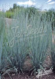 Image result for Andropogon schirensis