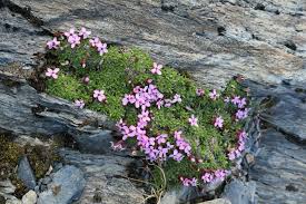 Image result for Aeschynomene mossoensis