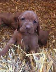 Find 3959 listings of vizsla puppies for sale in comoros near you. Vizsla Puppies Rescue Vizsla Puppies For Sale Oregon