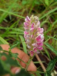 Image result for Uraria picta