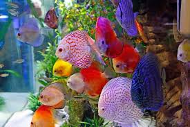 Discus Are Probably The Prettiest Fish You Can Keep In Aquariums Period And They Are Freshwater Pretty Fish Fresh Water Fish Tank Beautiful Fish