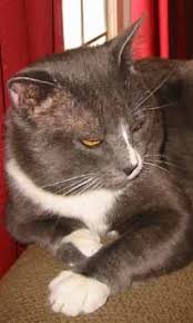 Pin On Feline Health And Happiness