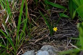 Image result for Hypoxis kilimanjarica