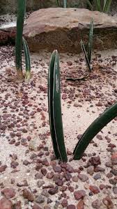 Image result for Sansevieria hallii