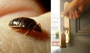 Pest control for the hospitality industry. Hotel Holidays Bed Bugs Warning Issued For Hotels And B B Stays As Accommodation Opens Travel News Travel Express Co Uk