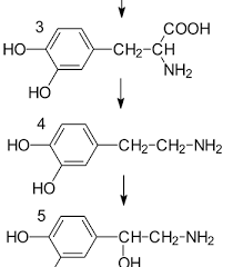 Amine oxidases and methods for their study, n. Catecholamine Deutsche Sporthochschule Koln