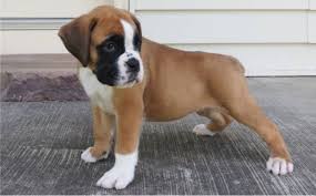 Find boxer puppies for sale and dogs for adoption. Docked Boxer Puppies For Sale About Dock Photos Mtgimage Org