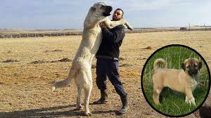 Re Dog Steemit