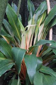 Image result for Chlorophytum Amaniense