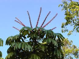 Image result for Heptapleurum actinophyllum