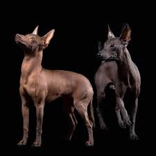 While they are small, they are not yippy. The Word Xoloitzcuintli Combines Xolotl The Aztec God Of The Underworld With Itzcuintli The Aztec Word For Hairless Dog Mexican Hairless Dog Dog Breeds