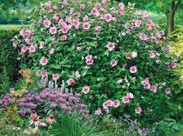 Pin Von Meinhard Siegel Auf Garten Straucher Garten Hibiskus Flora