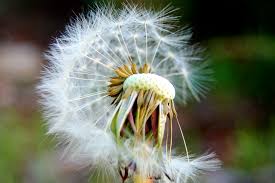 Dandelion seeds blowing away on the wind. New Study Reveals Why Dandelions Are Among The Best Fliers They Take To The Air In A Unique Way