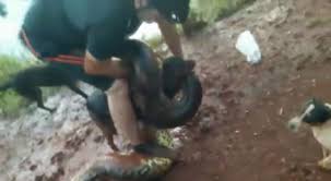 Celso portiolli relembra paolla oliveira como sua assistente de palco no sbt. Ciclista Pula Na Agua Para Salvar Cachorro De Sucuri