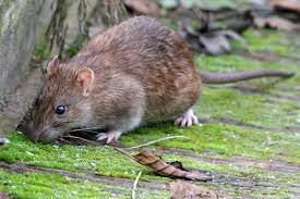 Image result for Medium Brown 2013 Fleet