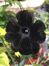 Night Sky Are Last Year This Year Black Velvet Petunia Gardening Garden Diy Home Flowers Roses Nature Lands Petunia Flower Night Sky Petunia Petunias