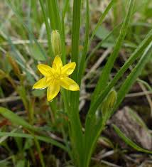 Image result for Hypoxis