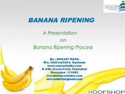 Banana Ripening Plant Manufacturer By Uni Cool Infa Systems
