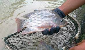Update Harga Jual Ikan Nila Segar Termurah 2021 Aplikasi Pertanian Media Agribisnis Gdm Agri
