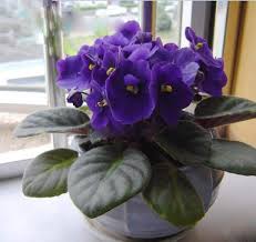 African violet care for the saintpaulia, great houseplants for beauty and easy care. Amazon Com 50pcs Violet Seeds African Violet Plants Seeds Indoor Balcony Flowers Plant For Home Garden Easy To Plant Flower Plant Flower Plants Seeds Garden Outdoor