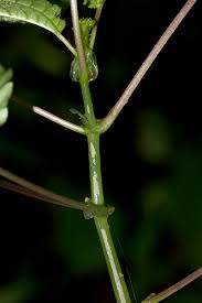 Image result for Pilea rivularis