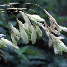 Image result for Dierama formosum