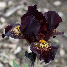 Trails End Iris Gardens Iris Garden Iris Flowers Orchid Plant Care