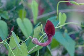 Image result for Aristolochia hockii