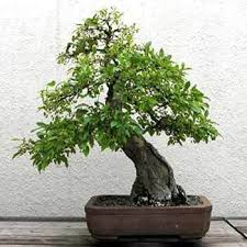 Moringa Bonsai Todo Lo Que Debes Aprender De Esta Planta