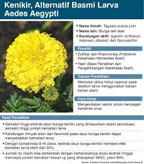 Namun, lapisan absisi bisa juga terjadi langsung setelah ada kondisi yang merangsang absisi. Atsiri Daun Kenikir Bunuh Larva Nyamuk