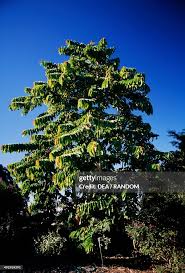 Image result for Duabanga