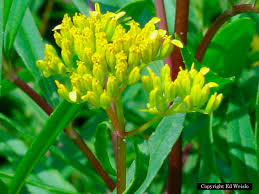 We did not find results for: Yellow Florida Wildflowers Page 1 Of 3