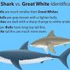 A shark attack is an attack on a human by a shark. 3