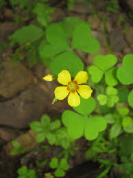Image result for Oxalis anthelmintica