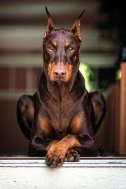 K9 Pro India Pet Boarding Facility Bangalore Doberman Pinscher Dog Doberman Dogs Dogs