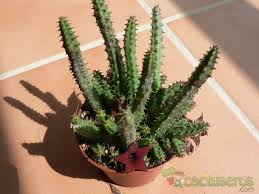 Image result for Huernia verekeri