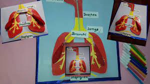 Respiratory System Working Model Lungs Model With Balloon Kansalcreation Sst Science School Project Youtube