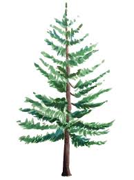 I show you 4 techniques to paint pine trees that you can use in your. Forest Pine Tree Drawing Easy Novocom Top