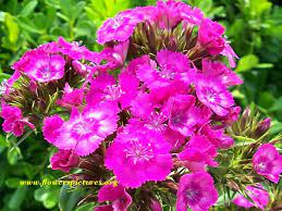 Pin On Container Gardens