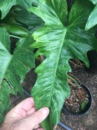 Philodendron Golden Dragon Ebay Nov19 In 2020 Plants Plant Leaves Philodendron