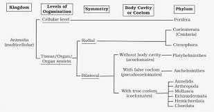 Animal Kingdom Biology Classification