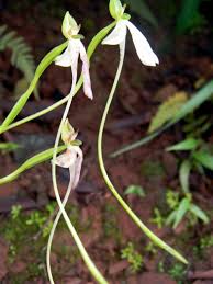 Image result for Habenaria laurentii