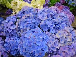 Blue Hydrangea Portland Flower Market Flower Market On Your Wedding Day Flowers