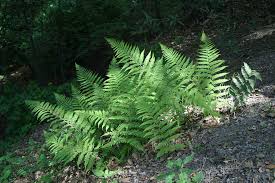 Image result for Drypetes arguta