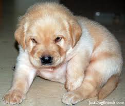 Labrador retrievers are happy go lucky dogs right from their being a puppy till they. Cute Golden Labrador Retriever Puppy