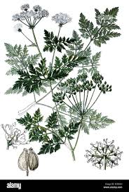 Image result for Conium