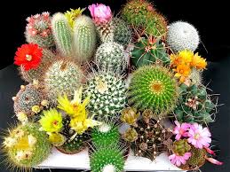 Image result for Cactaceae